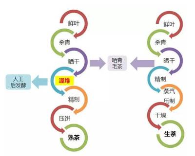 普洱茶的基本知识,看完您就了解什么是普洱茶了!