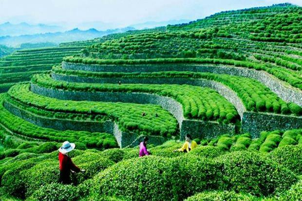 中国英山茶文化旅游节