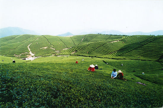 余杭:径山茶香飘万里