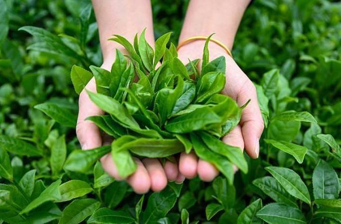 新茶饮探索求变之道 '香精茶'悄悄退场，茶叶本真时代来临